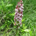 flora appennino