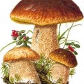 funghi