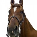 cavallo img