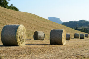 Paesaggio del Parmigiano Reggiano_Bianchini