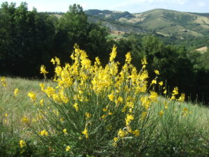 ginestra-di-spagna-3-lucaartoni