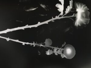 A Sarzano la natura disegnata con la luce