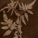 09/07 | Inaugurazione mostra "Erbario Mistico d'Appennino" a Sarzano